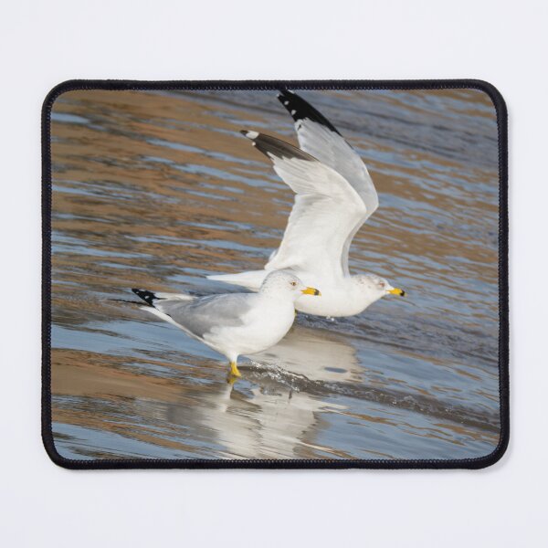 Item preview, Ring-billed Gulls at the Spillway designed and sold by Debra Martz.