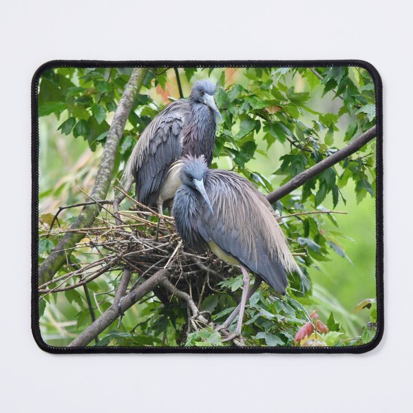 Item preview, Mated Herons by Their Nest designed and sold by richardbryce.