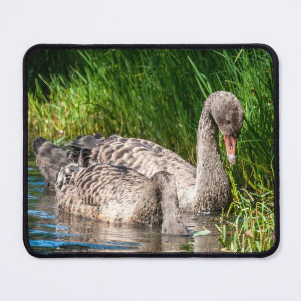 Item preview, Cygnets  designed and sold by D-GaP.