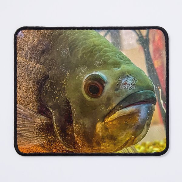 Item preview, Pacu Fish Close-Up – Freshwater Aquarium Portrait with Surreal Texture designed and sold by aadventures.