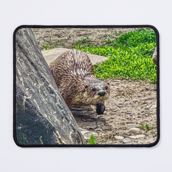Item preview, Otter Walking on Land – Curious Wildlife Moment Photography designed and sold by aadventures.