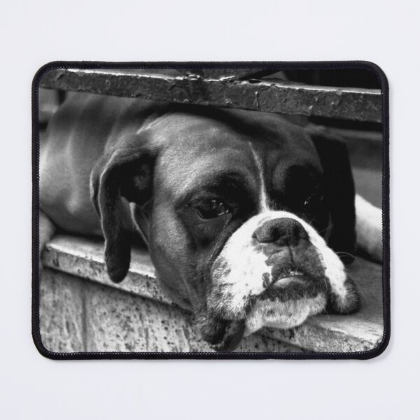 Item preview, Boxer Dog On Windowsill designed and sold by Alan Harman.