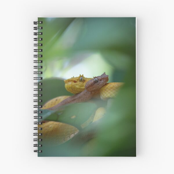 Item preview, Two Eyelash Vipers Coiled Together – Golden Pit Viper Rainforest Wildlife Photography designed and sold by WildFrameNature.