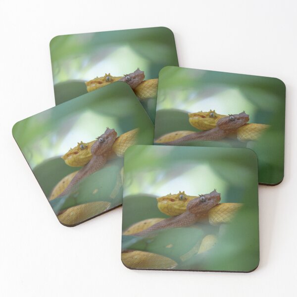 Item preview, Two Eyelash Vipers Coiled Together – Golden Pit Viper Rainforest Wildlife Photography designed and sold by WildFrameNature.