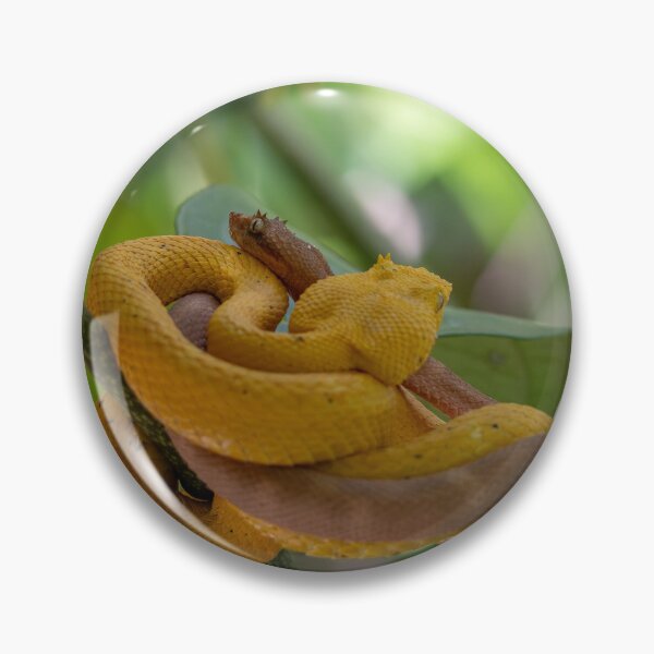 Item preview, Golden Eyelash Vipers Coiled on Branch – Tropical Rainforest Snake Wildlife Photography designed and sold by WildFrameNature.