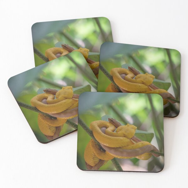 Item preview, Golden Eyelash Vipers Coiled on Branch – Tropical Rainforest Snake Wildlife Photography designed and sold by WildFrameNature.