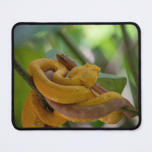 Item preview, Golden Eyelash Vipers Coiled on Branch – Tropical Rainforest Snake Wildlife Photography designed and sold by WildFrameNature.