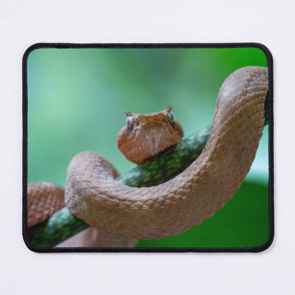 Item preview, Eyelash Viper Close-Up on Branch – Tropical Snake Portrait Wildlife Photography designed and sold by WildFrameNature.