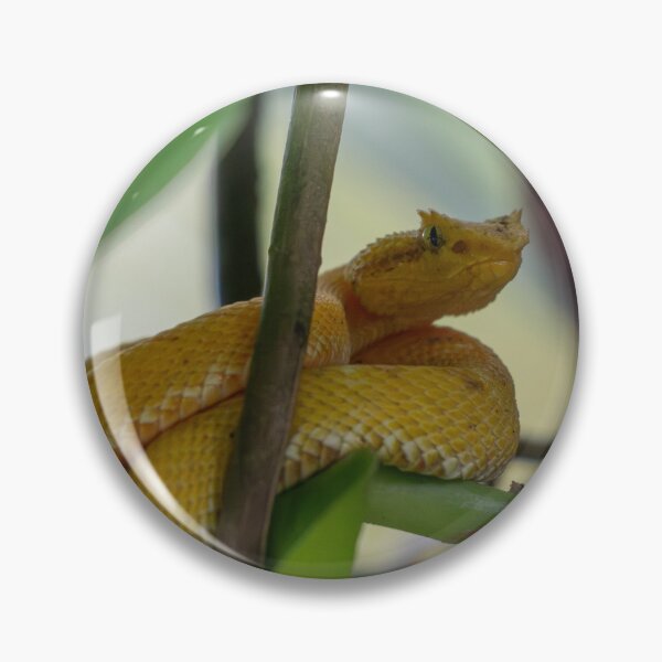 Item preview, Golden Eyelash Viper on Leaf – Tropical Rainforest Snake Wildlife Photography designed and sold by WildFrameNature.