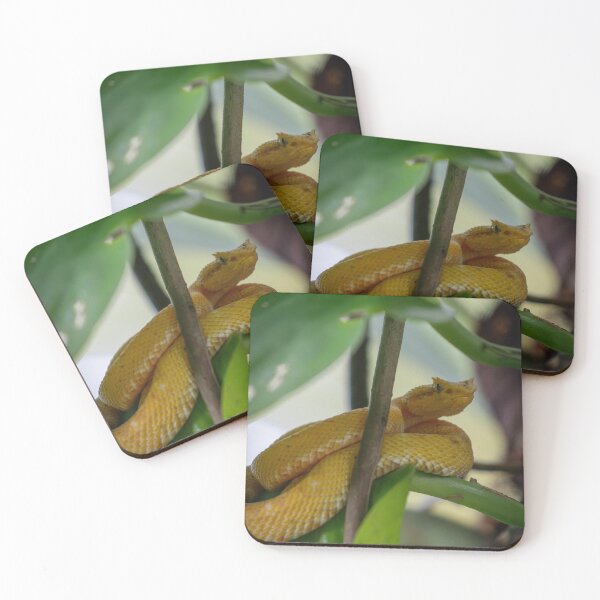 Item preview, Golden Eyelash Viper on Leaf – Tropical Rainforest Snake Wildlife Photography designed and sold by WildFrameNature.
