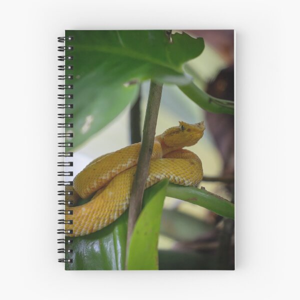 Item preview, Golden Eyelash Viper on Leaf – Tropical Rainforest Snake Wildlife Photography designed and sold by WildFrameNature.