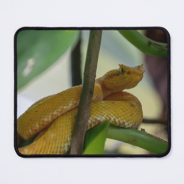 Item preview, Golden Eyelash Viper on Leaf – Tropical Rainforest Snake Wildlife Photography designed and sold by WildFrameNature.