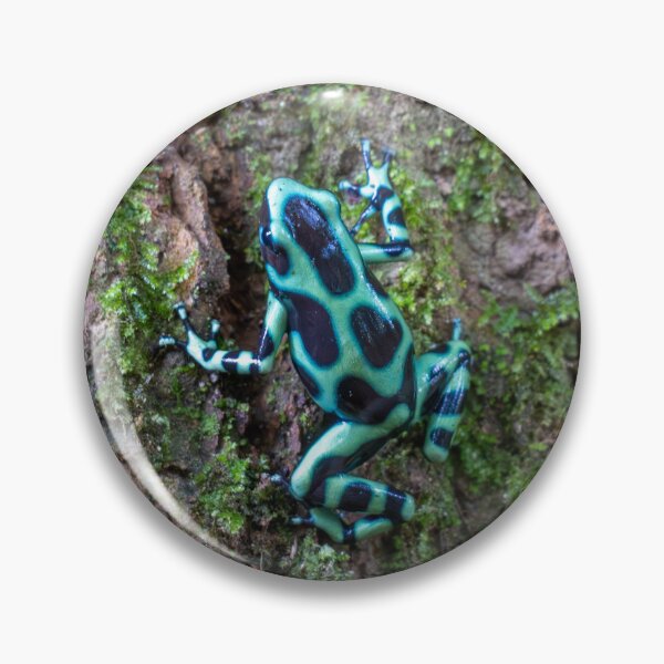 Item preview, Blue Poison Dart Frog on Tree Bark – Tropical Rainforest Amphibian Photography designed and sold by WildFrameNature.