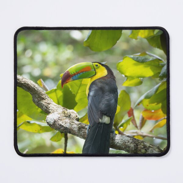 Item preview, Keel-Billed Toucan in Rainforest – Colorful Tropical Bird Wildlife Photography designed and sold by WildFrameNature.