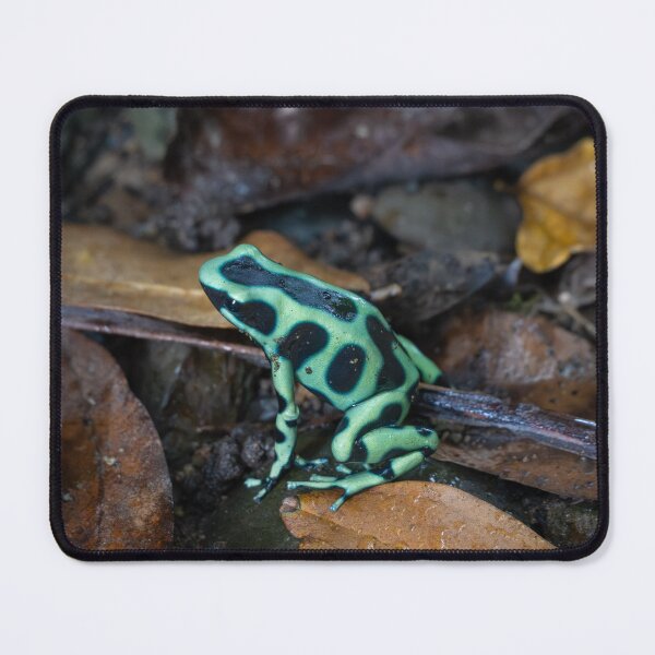 Item preview, Green Poison Dart Frog on Forest Floor – Tropical Rainforest Amphibian Photography designed and sold by WildFrameNature.