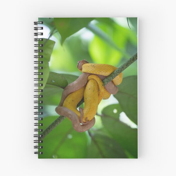 Item preview, Golden Eyelash Vipers Coiled Together – Tropical Rainforest Snake Wildlife Photography designed and sold by WildFrameNature.