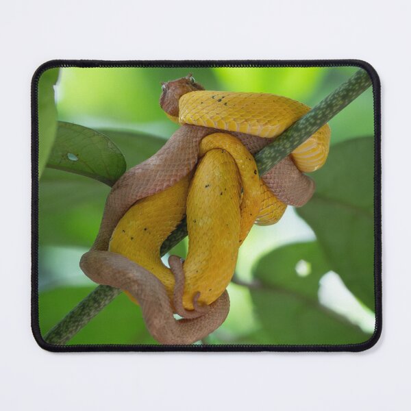Item preview, Golden Eyelash Vipers Coiled Together – Tropical Rainforest Snake Wildlife Photography designed and sold by WildFrameNature.
