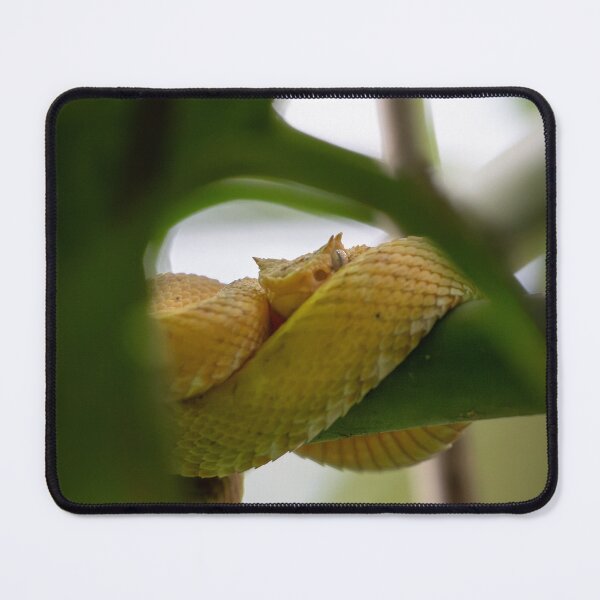 Item preview, Golden Eyelash Viper Hidden in Leaves – Tropical Rainforest Snake Wildlife Photography designed and sold by WildFrameNature.