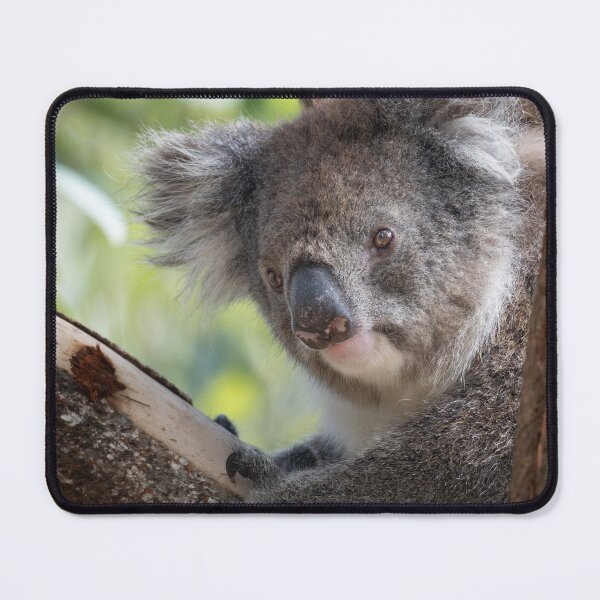 Item preview, Cute Koala in Tree – Adorable Wildlife Photography designed and sold by WildFrameNature.