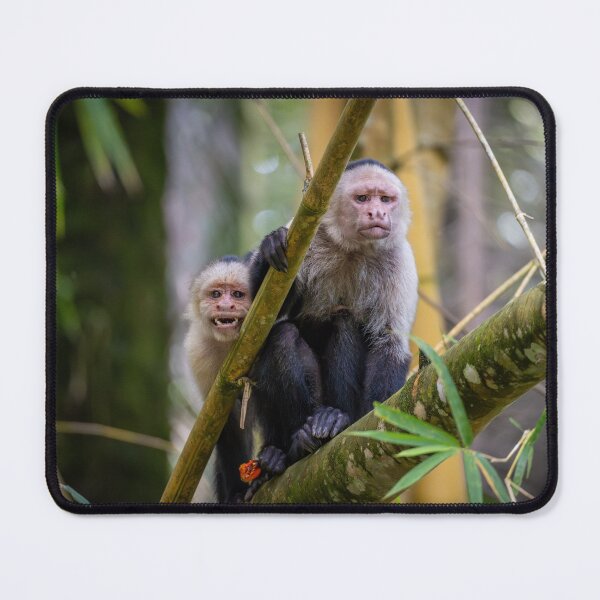 Item preview, Monkey Family on Bamboo – Wildlife Nature Photography designed and sold by WildFrameNature.