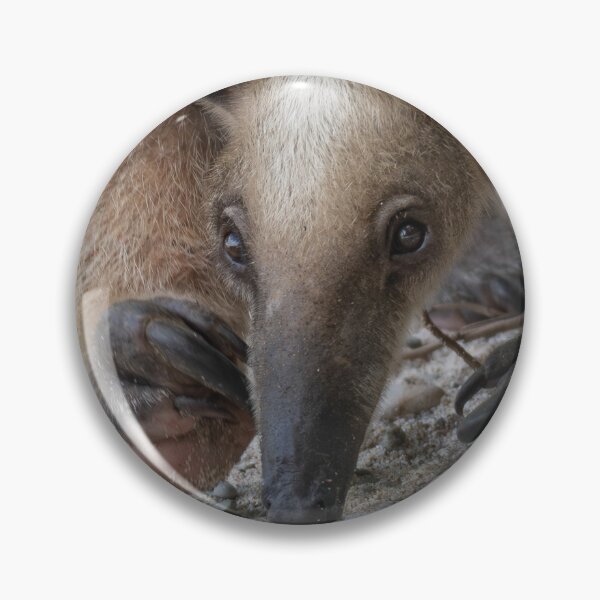 Item preview, Curious Anteater Close-Up – Unique Wildlife Photography designed and sold by WildFrameNature.