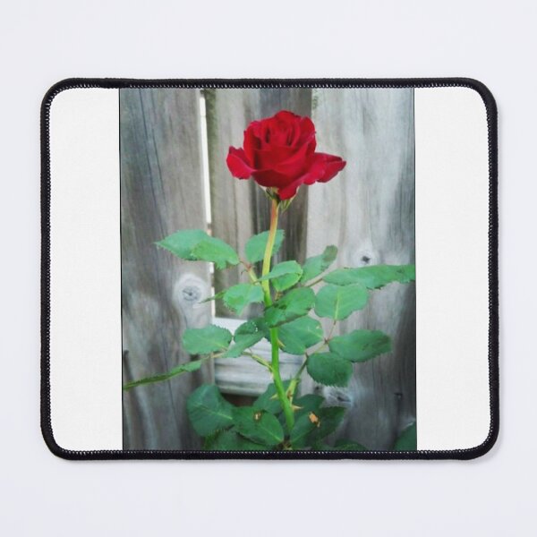 Item preview, Single Long-Stemmed Red Rose designed and sold by ROSENDE ART HOUSE.