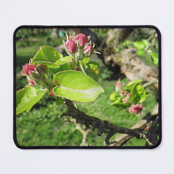 Item preview, Apple Blossom designed and sold by Katy Fryd.