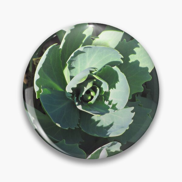 Item preview, Sedum designed and sold by Katy Fryd.