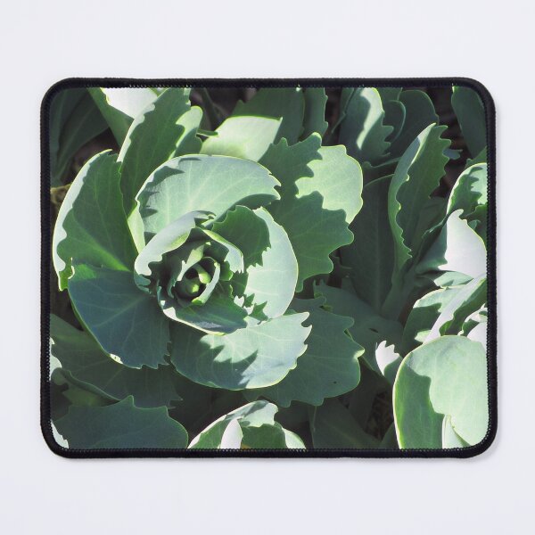 Item preview, Sedum designed and sold by Katy Fryd.