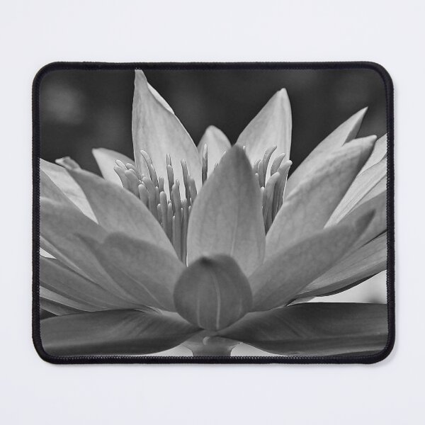 Item preview, Tropical rain forest lotus flower blossom black and white floral photographic art print designed and sold by Astrid Arkhangelsky.