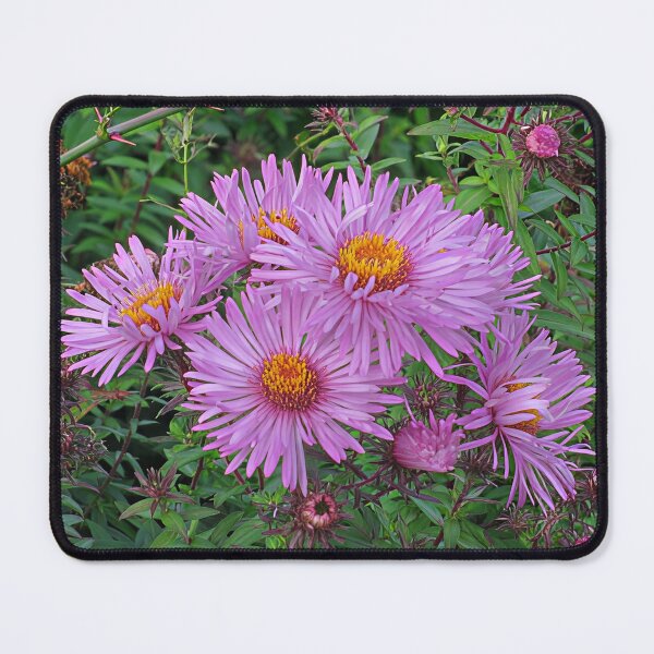 Item preview, Michaelmas Daisy II designed and sold by Katy Fryd.