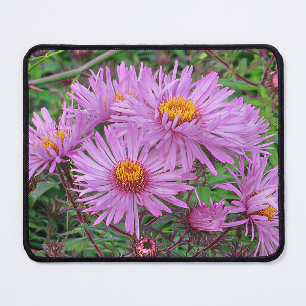 Item preview, Michaelmas Daisy designed and sold by Katy Fryd.