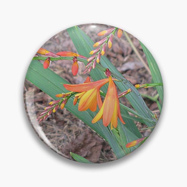 Artikelvorschau, Crocosmia entworfen und verkauft von Katy Fryd.