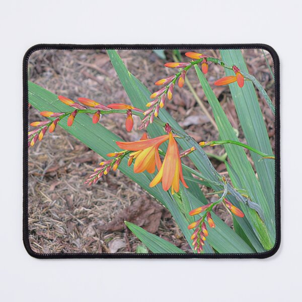 Item preview, Crocosmia designed and sold by Katy Fryd.