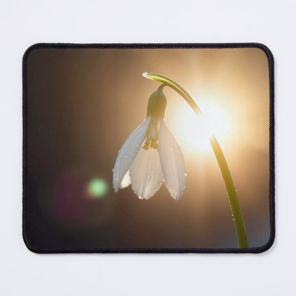 Item preview, Spring Snowdrop In Morning Sunlight designed and sold by Maria Dryfhout.