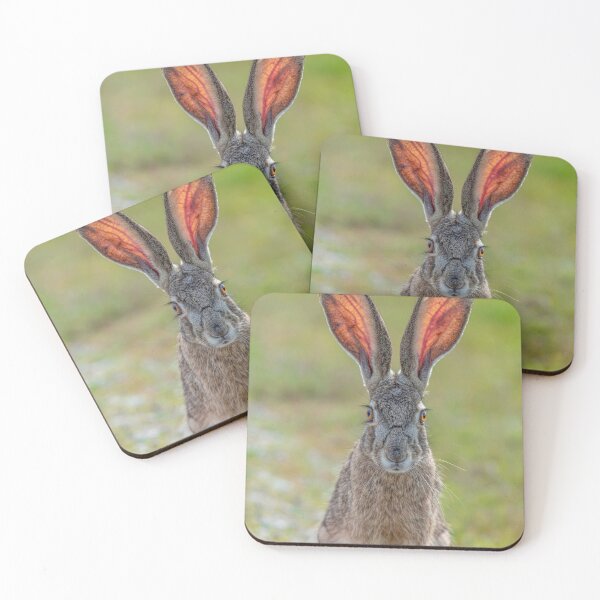 Item preview, Black-tailed Jack Rabbit with Eyelashes and Big Ears designed and sold by Wild DeZigns .