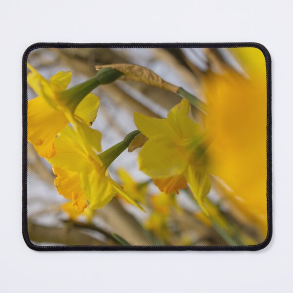 Item preview, Yellow daffodils with selective focus designed and sold by GingaDesigns.