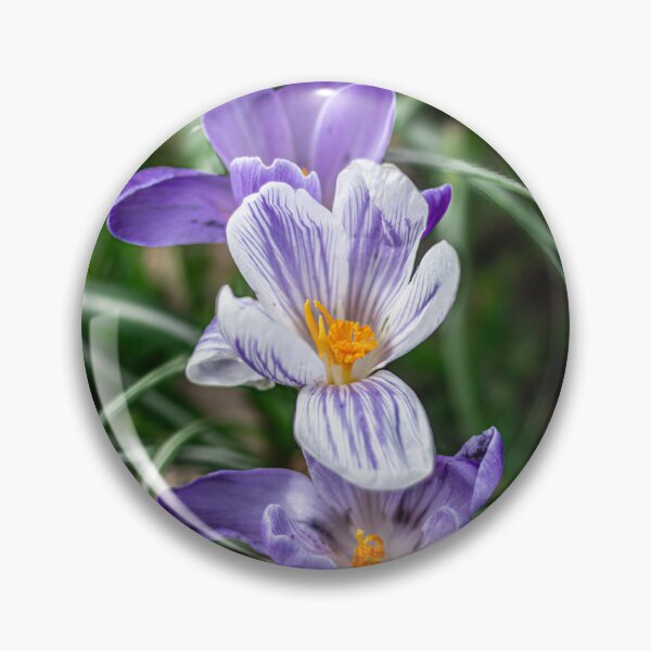 Item preview, Spring Awakening - Crocus Bloom designed and sold by EvaVisuals.