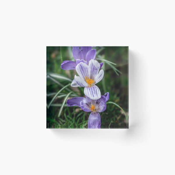 Item preview, Spring Awakening - Crocus Bloom designed and sold by EvaVisuals.