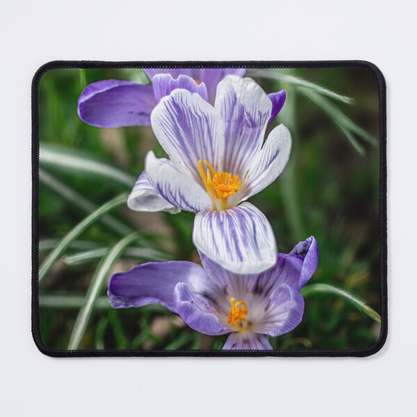 Item preview, Spring Awakening - Crocus Bloom designed and sold by EvaVisuals.