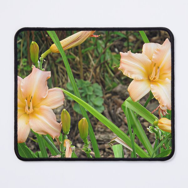 Item preview, Pink Daylilies designed and sold by Katy Fryd.