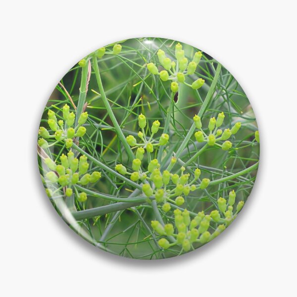Artikelvorschau, Fenchel entworfen und verkauft von Katy Fryd.