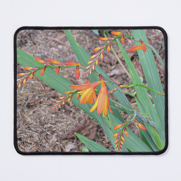 Item preview, Crocosmia III designed and sold by Katy Fryd.