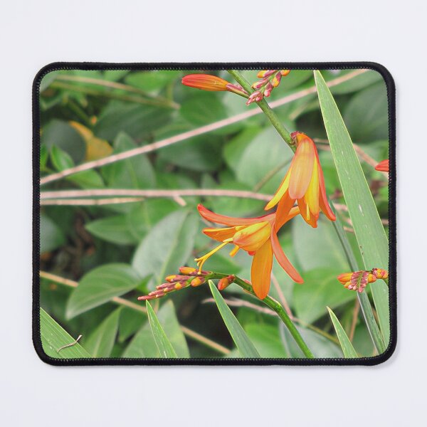 Item preview, Crocosmia II designed and sold by Katy Fryd.