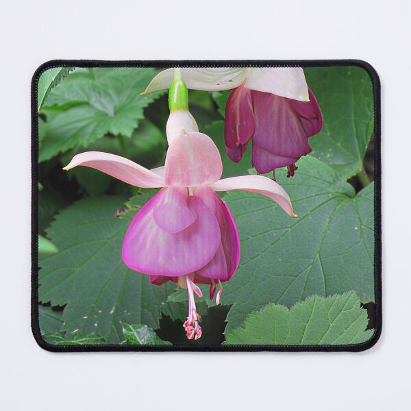 Item preview, Fuchsia designed and sold by Katy Fryd.