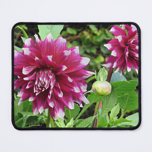 Item preview, Purple Dahlia V designed and sold by Katy Fryd.