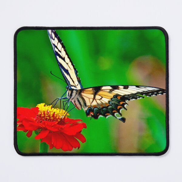 Item preview, Tiger Swallowtail Butterfly on Zinnia Flower designed and sold by AMacGPhilly.