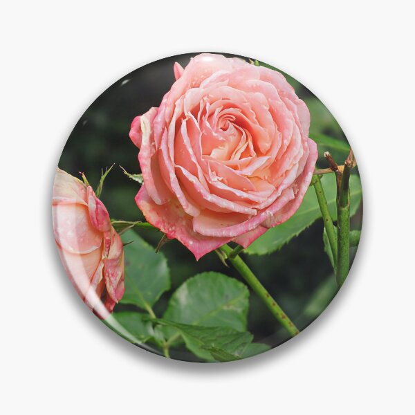 Artikelvorschau, Pink Rose II entworfen und verkauft von Katy Fryd.