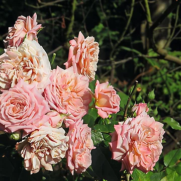 Artwork thumbnail, Pink Roses by Katy Fryd