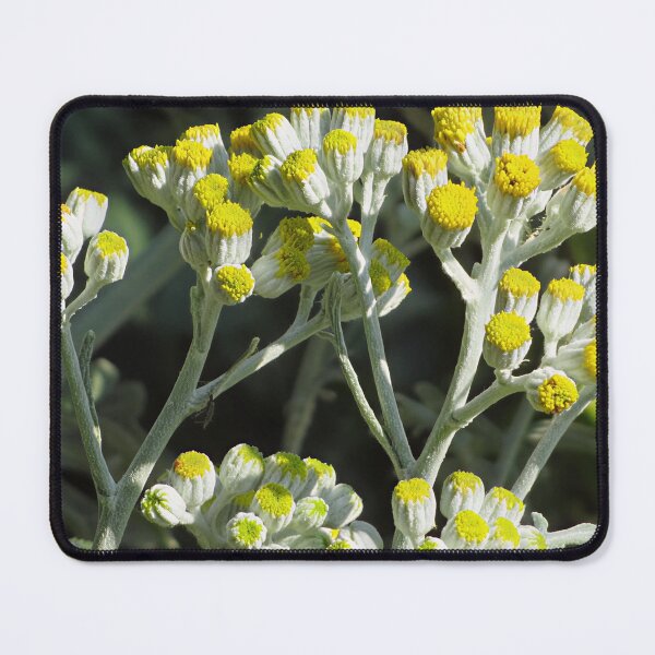 Item preview, Dusty Miller (Centaurea cineraria) in flower designed and sold by Katy Fryd.